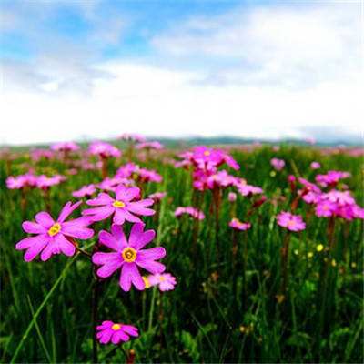 乐鱼游戏app在线登录app下载截图